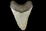 Fossil Megalodon Tooth - + Foot Prehistoric Shark #109759-2